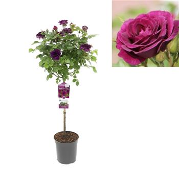 Růže Minerva kmínek 70cm, květináč 7,5 litru