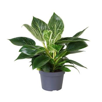 Filodendron Birkin květináč 12cm
