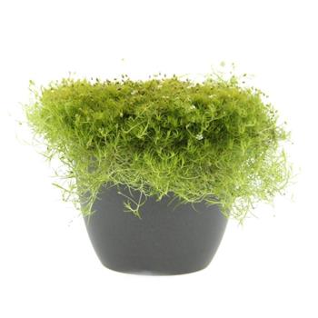 Úrazník šípovitý Moss Lime květináč 12cm
