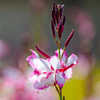 Svíčkovec Gambit Rose Bicolor 12cm