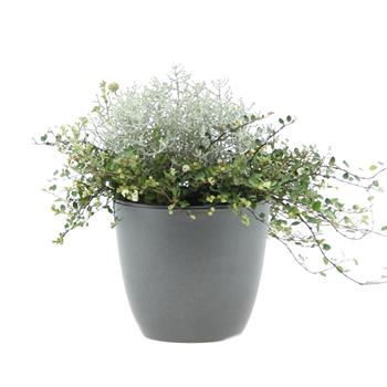 Krásnohlávek a Mulenbekie květináč 12cm