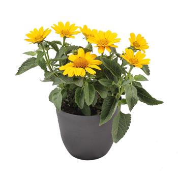 Janeba drsná mix, květináč 14cm