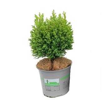 Cypřišek Lawsonův Ellwoods Gold květináč 13cm