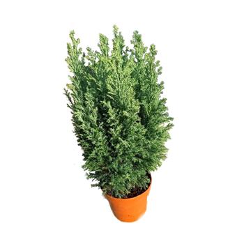 Cypřišek Lawsonův Snow White květináč 13 cm
