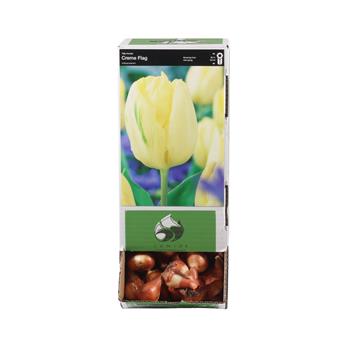 Tulipán Creme Flag 5ks