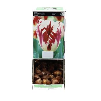 Tulipán Grand Perfection 5ks