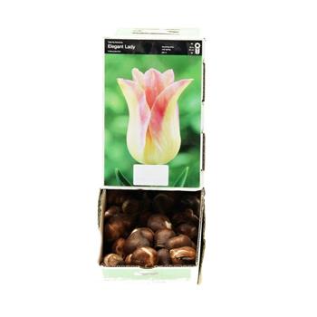 Tulipán Elegant Lady 10ks