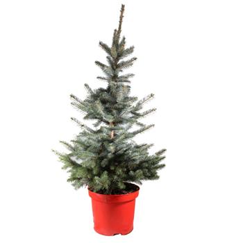 Smrk pichlavý Super Blue Seedling výška 80/100cm, květináč 12 litrů