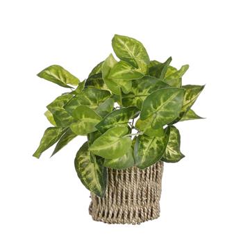 Scindapsus hrnkový umělý v koši sv.zelená 33cm