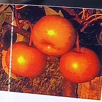 Hrušeň asijská Chojuro zimní, cizosprašná, 7,5 litru