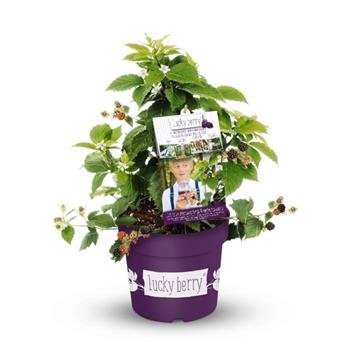 Ostružiník Lucky Berry 4,6 litru