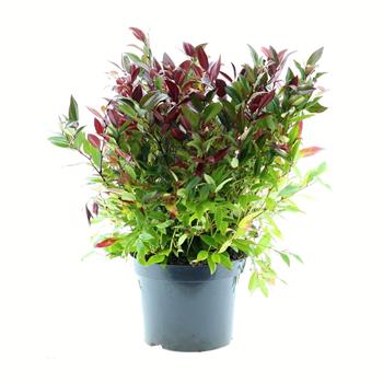 Leukothoe Scarletta výška 30/40cm, květináč  5 litrů