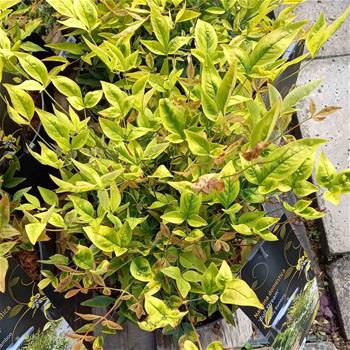 Nandina domácí Gulf Stream květináč 5 litrů