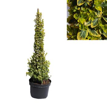 Brslen Fortuneův Emeraldn Gold pyramida 50/60cm, 5 litrů
