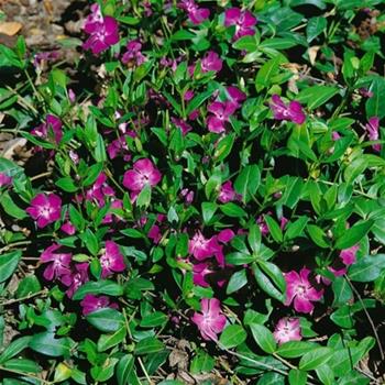 Barvínek menší 'Rubra' 9 cm