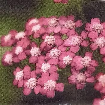 Řebříček obecný Cerise Queen květináč 9cm