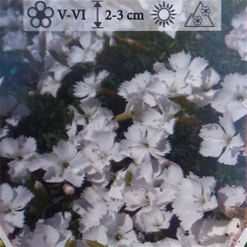 Hvozdík sivý La Borboule Albus květináč 9cm