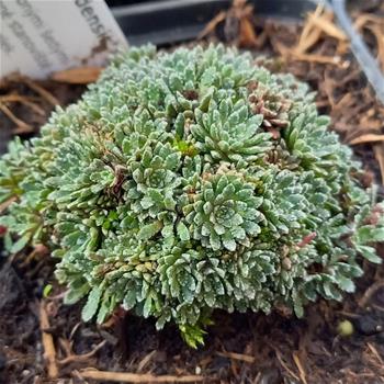 Lomikámen latnatý Baldensis květináč 9cm