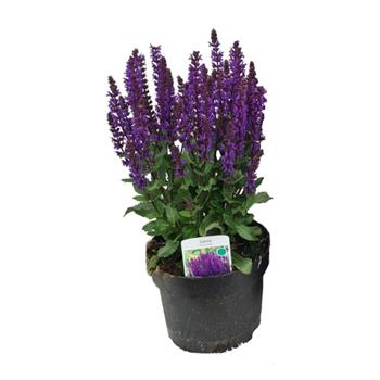 Šalvěj hajní Midnight Purple® 2 litry