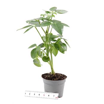 Šeflera mix květináč 6cm