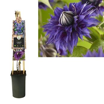 Plamének Multi Blue 2,25 litru