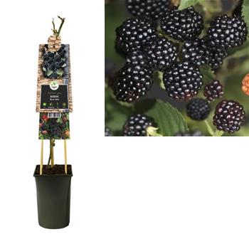 Ostružiník beztrnný Black Satin 2,25 litru