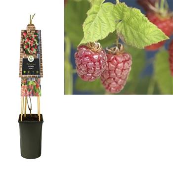 Malinoostružiník Tayberry 2,25 litru