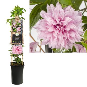 Plamének Multi Pink 2,25 litru