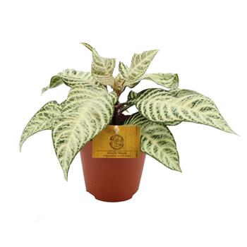 Afelandra drsná White Wash květináč 12cm