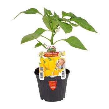 Paprika Dolce Snack mix květináč 10cm
