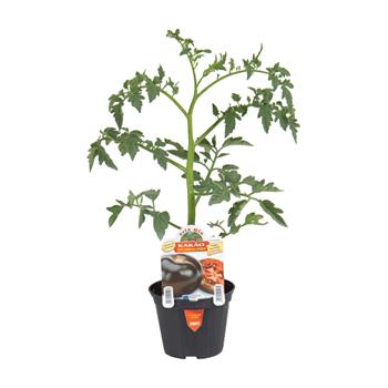 Rajče Kakao F1 květináč 10cm