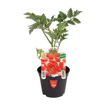 Rajče Lobello/Billy F1 květináč 10cm