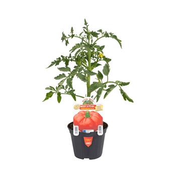 Rajče Beefsteak F1 květináč 10cm