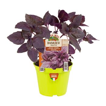 Bazalka Violetto/Red Rubin květináč 10cm