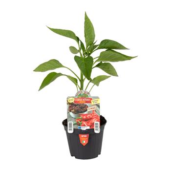 Paprika Corno Rosso neroubovaná květináč 10cm