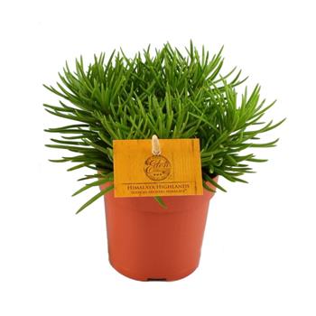 Starček Himalaya květináč 10,5cm