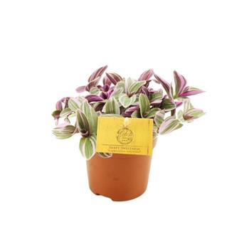 Voděnka Sweetness květináč 10,5cm