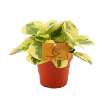 Pepřinec Obtipan Bicolor květináč 12cm