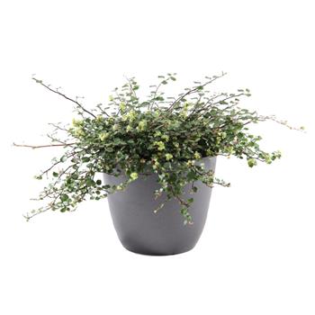 Mulenbekie Minero® Giga květináč 12cm