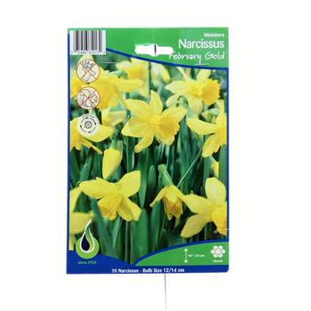 Narcis February Gold 10ks