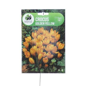Krokus Golden Yellow 7ks