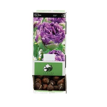 Tulipán Blue Wow 10ks