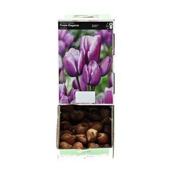 Tulipán Purple Elagance 10ks