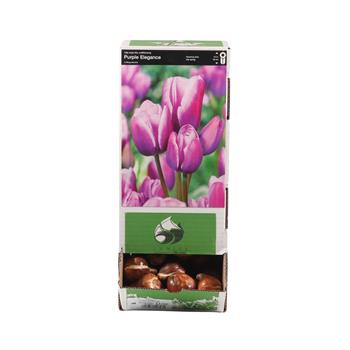 Tulipán Purple Elagance 5ks