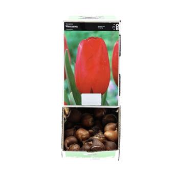 Tulipán Warszawa 10ks