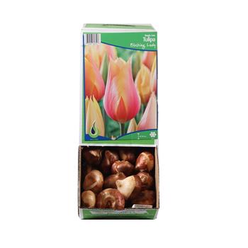 Tulipán Blushing Lady 10ks