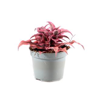 Kryptantus Super Pink květináč 6cm