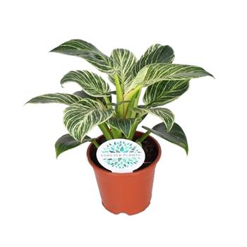 Filodendron Birkin květináč 14cm