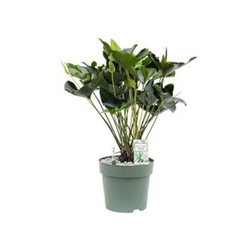 Toulitka Arrow hydroponický květináč 30cm