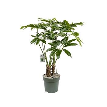 Filodendron Fun Bun hydroponický květináč 30cm